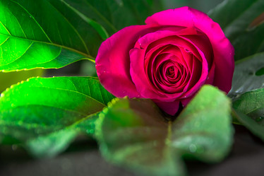 Similar image 21775830