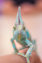 Similar image 21775861