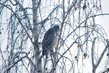 Similar image 21775018