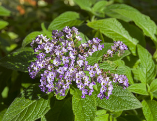 Similar image 21775059