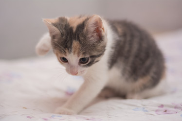 Similar image 21776294