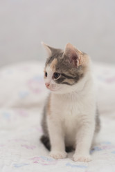 Similar image 21776295