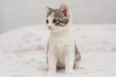 Similar image 21776296