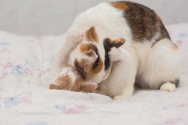 Similar image 21776300