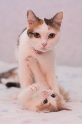 Similar image 21776301