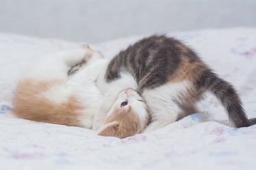 Similar image 21776302