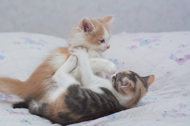 Similar image 21776304