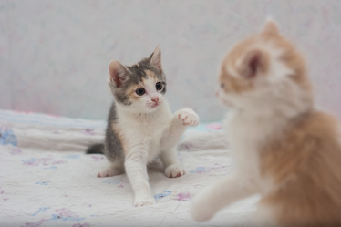 Similar image 21776308