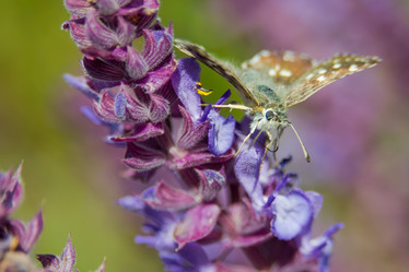 Similar image 21776326