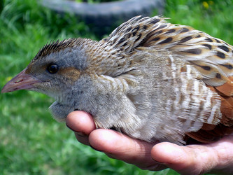 Similar image 21776364