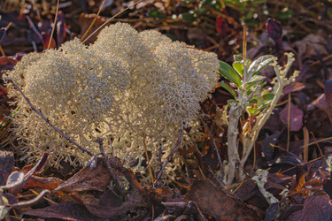 Similar image 21776575