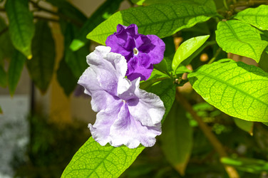 Similar image 21776169