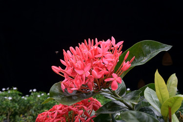 Similar image 21777509