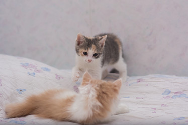 Similar image 21778304