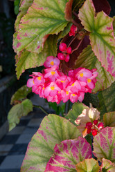 Similar image 21779486