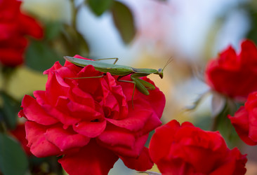 Similar image 21779518