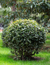 Similar image 21779152