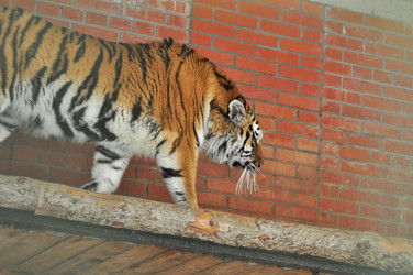 Similar image 21780986