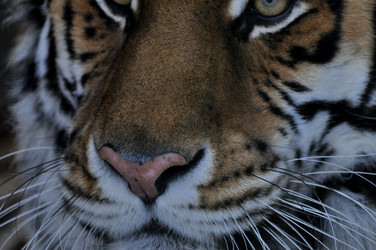 Similar image 21780987