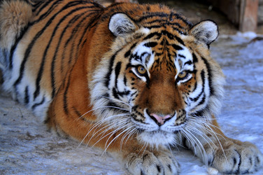 Similar image 21780995