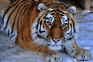 Similar image 21780997