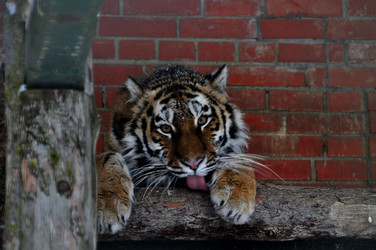 Similar image 21781003