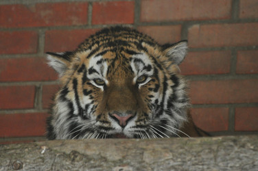 Similar image 21781006