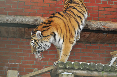 Similar image 21781007