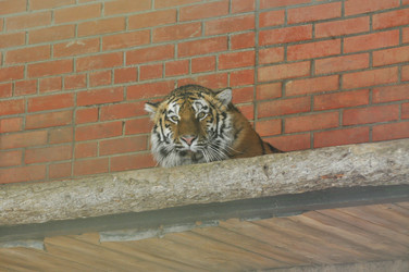 Similar image 21781009