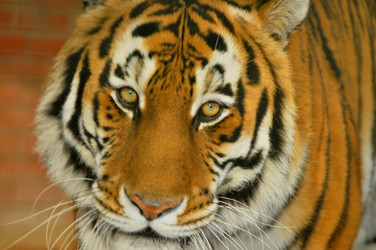 Similar image 21781025