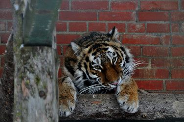 Similar image 21781026