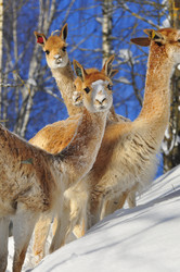 Similar image 21781032