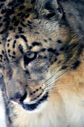 Similar image 21781033