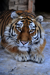 Similar image 21781037