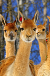 Similar image 21781038