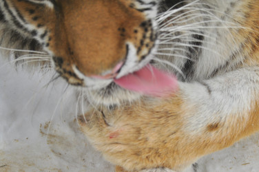 Similar image 21781040