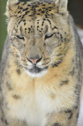 Similar image 21781043