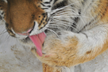 Similar image 21781045