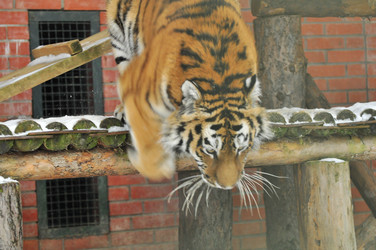 Similar image 21781054