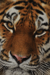 Similar image 21781057