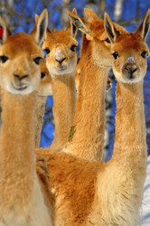 Similar image 21781058