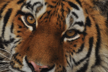 Similar image 21781067