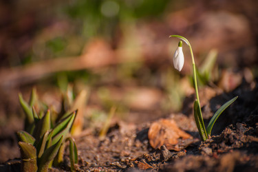 Similar image 21780850