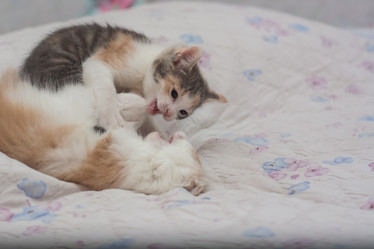 Similar image 21780855