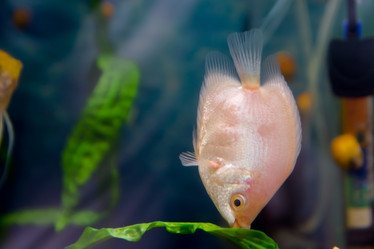 Similar image 21780886