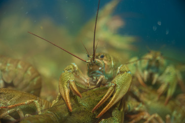 Similar image 21780891