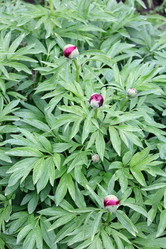 Similar image 21780599