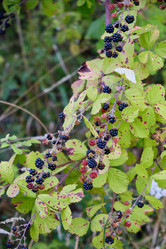 Similar image 21780635