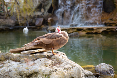 Similar image 21782431