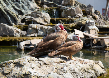 Similar image 21782630